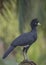 Male Great Curassow, Costa Rica