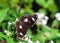 Male great eggfly butterfly on white jasmine flowers