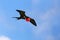 Male Great Frigatebird flying in blue sky, Galapagos National Pa
