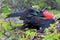 Male Great Frigatebird Fregata minor displaying