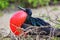 Male Great Frigatebird on Genovesa Island, Galapagos National Pa