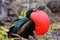 Male Great Frigatebird on Genovesa Island, Galapagos National Pa