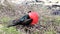 Male Great Frigatebird on Genovesa Island, Galapagos National Park, Ecuador