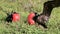 Male Great Frigatebird on Genovesa Island, Galapagos National Park, Ecuador