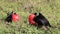 Male Great Frigatebird on Genovesa Island, Galapagos National Park, Ecuador