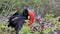 Male Great Frigatebird on Genovesa Island, Galapagos National Park, Ecuador