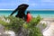 Male great frigatebird during mating ritual