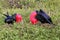 Male Great Frigatebirds on Genovesa Island, Galapagos National P