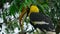 male great hornbill feed his mate