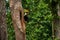 Male Great Hornbill feeding the female at the nest cavity