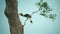 Male Great hornbill feeding his chick and female in hole nest