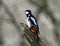 Male great spotted woodpecker on broken tree trunk