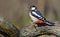 Male Great Spotted Woodpecker leaps at old lichen trunk