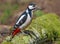 Male Great spotted woodpecker looks interested on a mossy trunk