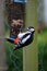 Male great spotted woodpecker on peanut feeder