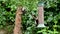 A Male Great Spotted Woodpecker takes a peanut from a garden bird feeder and flies away