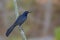 Male Great-tailed Grackle, Quiscalus mexicanus, on perch