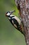 Male great woodpecker with beak full of food