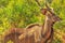 Male Greater kudu
