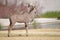 Male greater kudu