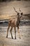 Male greater kudu crosses sunlit rocky ground