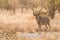 Male Greater Kudu full body standing