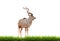 Male greater kudu with green grass isolated