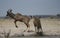 Male Greater Kudu leaping with fright at the waterhole