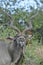 Male greater Kudu with oxpecker showing impressive horns