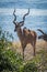 Male greater kudu with oxpeckers on back