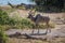 Male greater kudu with oxpeckers on riverbank