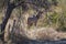 Male Greater Kudu in Shade of Tree