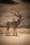 Male greater kudu standing on stony ground