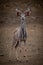 Male greater kudu stands on rocky ground