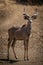 Male greater kudu stands on rocky slope
