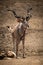 Male greater kudu stands by small rock
