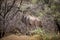 Male greater kudu stands in thick bushes