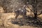 Male greater kudu stands under bare tree