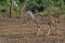 Male Greater Kudu, Tragelaphus strepsiceros, in South Luangwa, Zambia