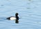 Male Greater Scaup in breeding colors swimming on calm water