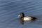 Male greater scaup swimming in a lake