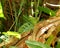 Male Green Basilisk, Basiliscus plumifrons