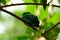 Male Green Broadbill (Calyptomena viridis)