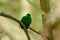 Male Green Broadbill (Calyptomena viridis)