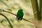 Male Green Broadbill (Calyptomena viridis)