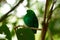 Male Green Broadbill (Calyptomena viridis)