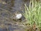 Male green frogs singing in the spring pond.