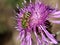 A Male Green Metallic-Striped Sweat Bee Agapostemon Virescens Collecting Nectar