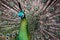 Male Green Peafowl (Peacock)