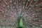 Male Green Peafowl (Peacock) - Pavo muticus